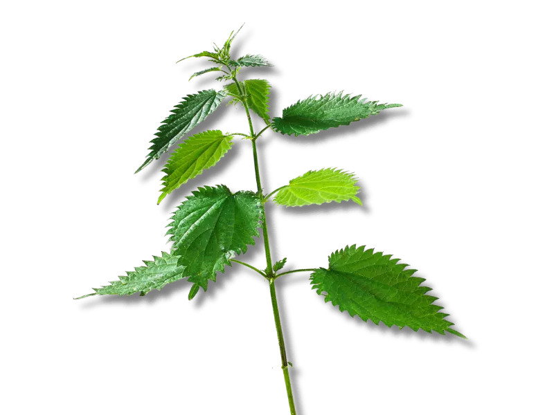 Nettle Root